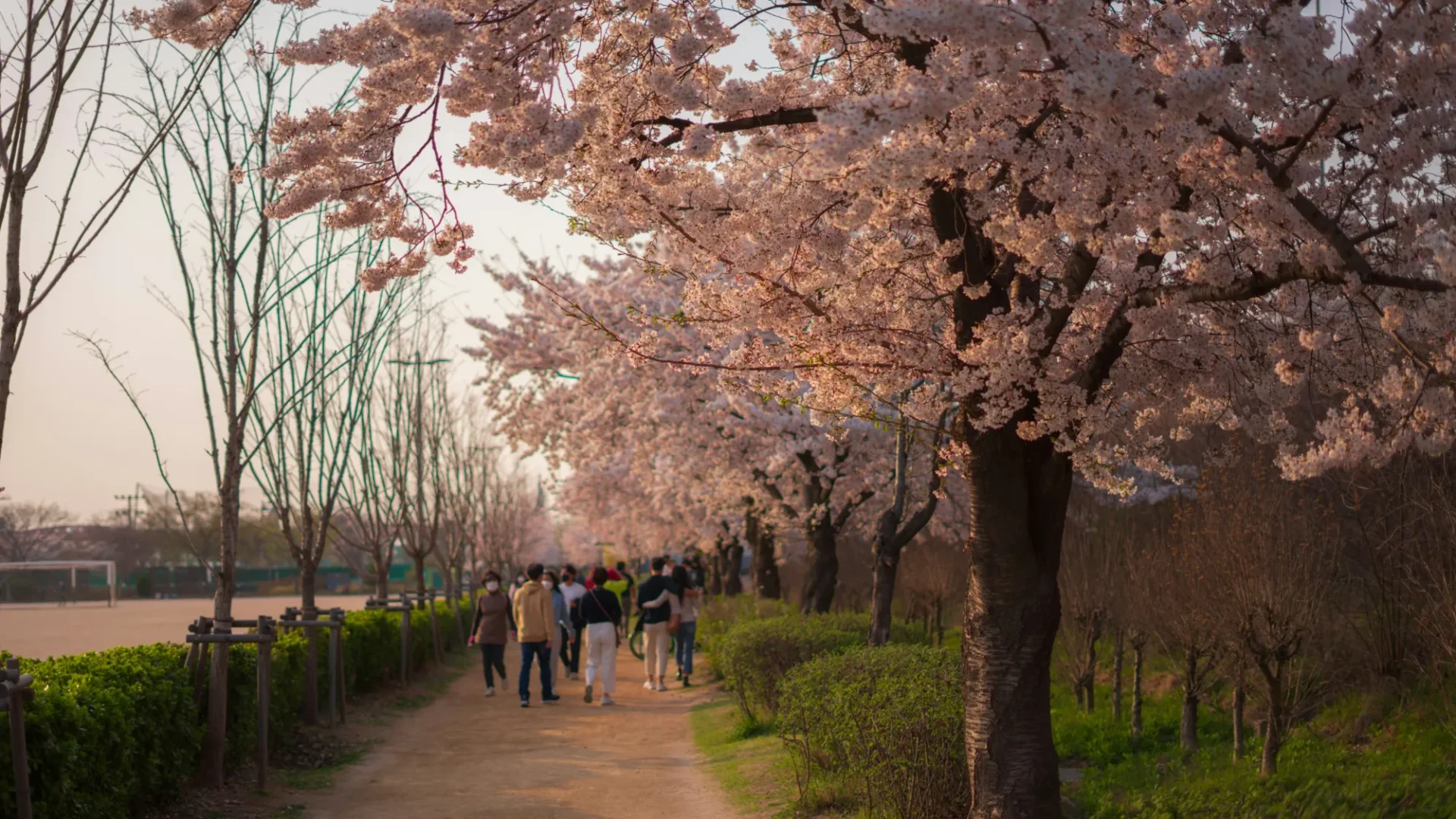 Cherry Blossoms in South Korea